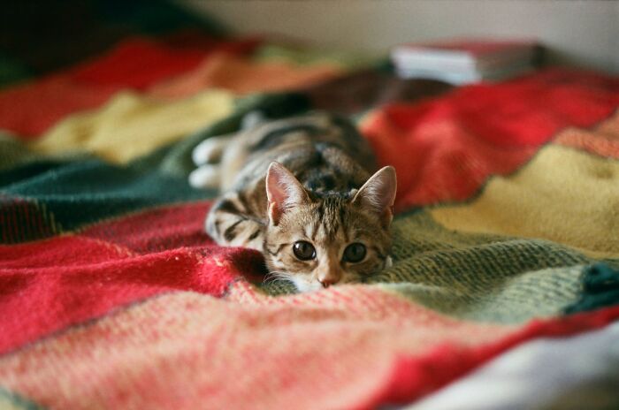 30 Internet Users Share Whether They Let Their Pets Sleep In Their Beds And Why