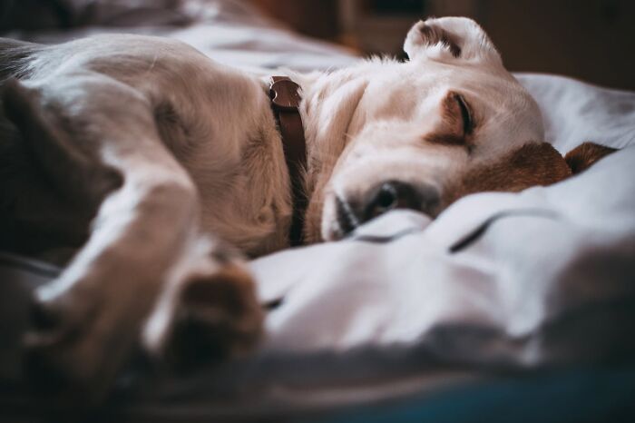 30 Internet Users Share Whether They Let Their Pets Sleep In Their Beds And Why