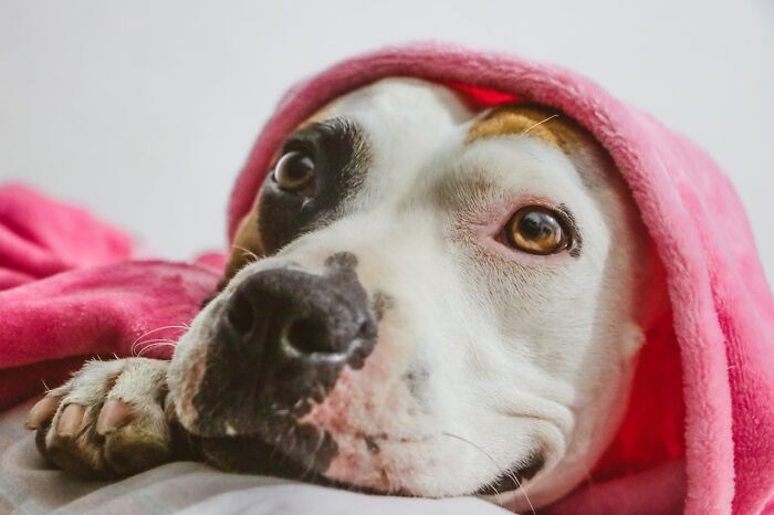 30 Internet Users Share Whether They Let Their Pets Sleep In Their Beds And Why