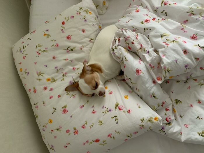 30 Internet Users Share Whether They Let Their Pets Sleep In Their Beds And Why