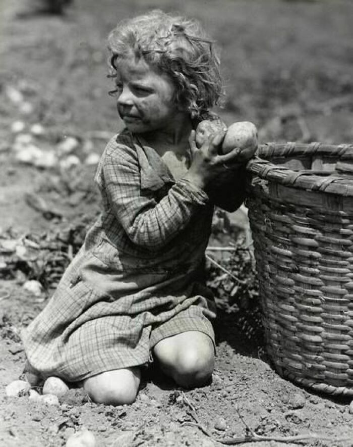 A Four-Year-Old Child Helping Her Family Pick/Dig Potatoes, 1931