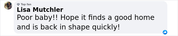 Giant Cat “Crumb” That Weighs Nearly 40 lb Was Rescued From Russian Basement, Sparks Anger Giant Cat “Crumb” That Weighs Nearly 40 lb Was Rescued From Russian Basement, Sparks Anger