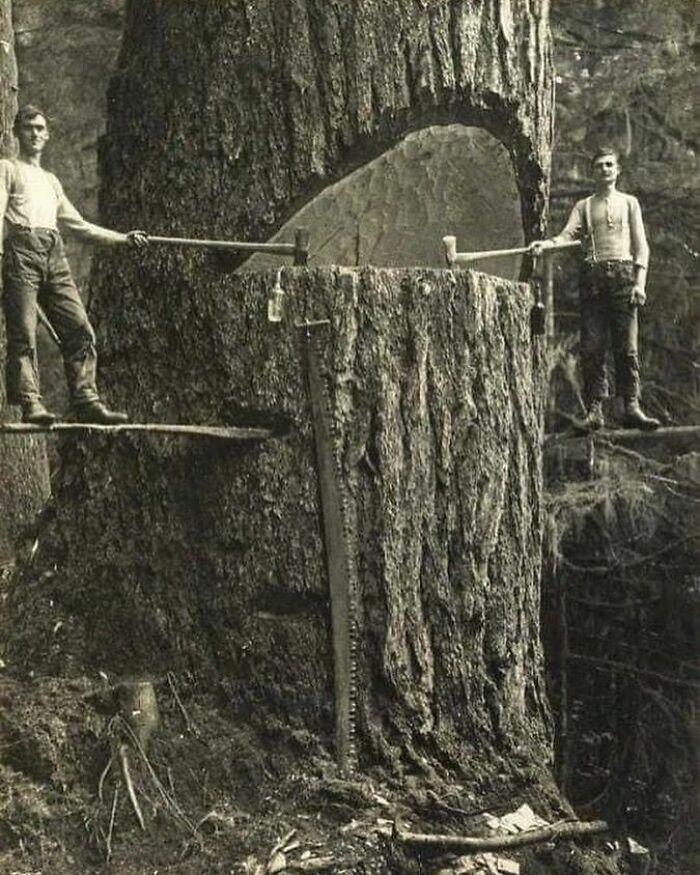 Photo Of Lumberjacks Cutting Trees In Pacific Northwest, USA 1915