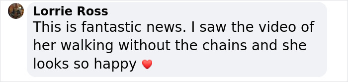 An Elephant Walking Without Chains For The 1st Time In 41 Years Is Melting Hearts Online An Elephant Walking Without Chains For The 1st Time In 41 Years Is Melting Hearts Online