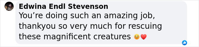 An Elephant Walking Without Chains For The 1st Time In 41 Years Is Melting Hearts Online An Elephant Walking Without Chains For The 1st Time In 41 Years Is Melting Hearts Online