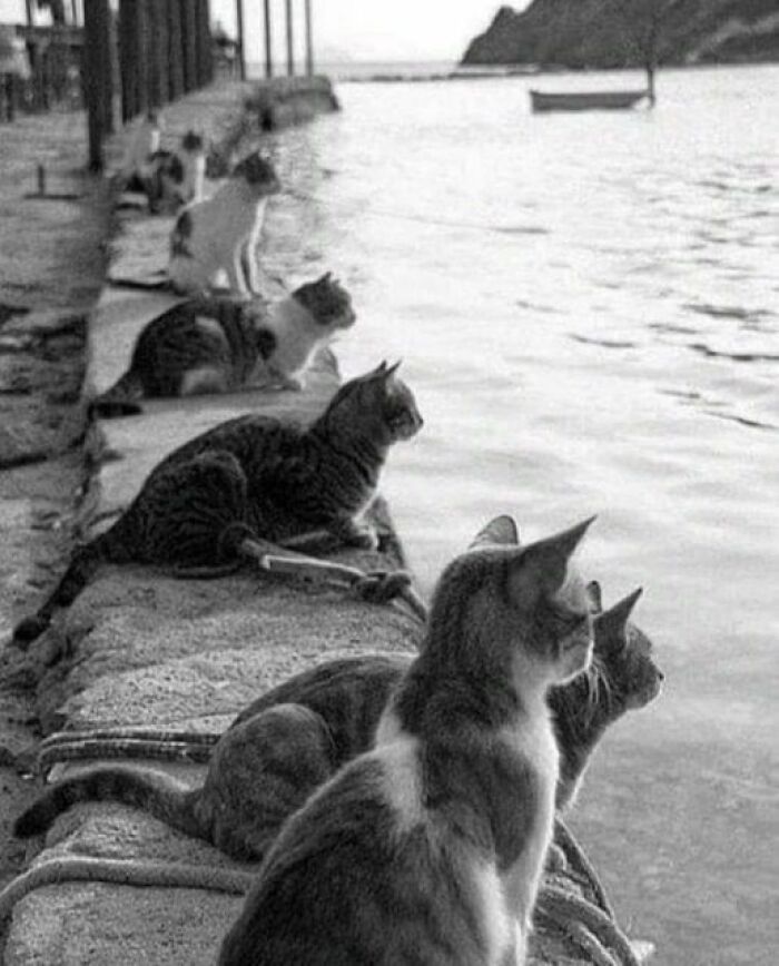 Cats Wait For The Fisherman To Return, Istanbul, 1970s