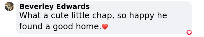 A Story Of A Stray Dog Carrying A Damp Newspaper As His Only Toy Took Unexpected Turn