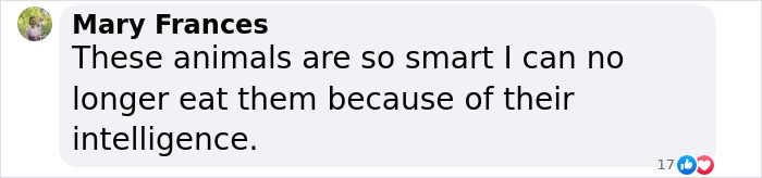 Rare Video Shows Octopuses Punching Their Lazy Fish Partners While Out Hunting Together Rare Video Shows Octopuses Punching Their Lazy Fish Partners While Out Hunting Together