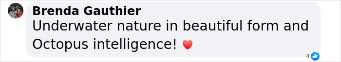 Rare Video Shows Octopuses Punching Their Lazy Fish Partners While Out Hunting Together Rare Video Shows Octopuses Punching Their Lazy Fish Partners While Out Hunting Together