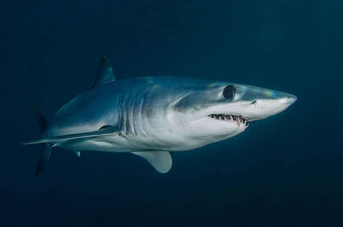 Scientists Reconsider Food Chain As 8-Foot-Long Shark Gets Eaten By Another Predator Scientists Reconsider Food Chain As 8-Foot-Long Shark Gets Eaten By Another Predator