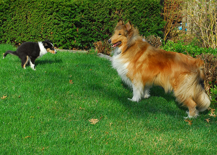 Woman Enjoys Neighbor’s Cursing Tirade As They Find Dog Poop That Once Was In The Yard Next Door Woman Enjoys Neighbor’s Cursing Tirade As They Find Dog Poop That Once Was In The Yard Next Door