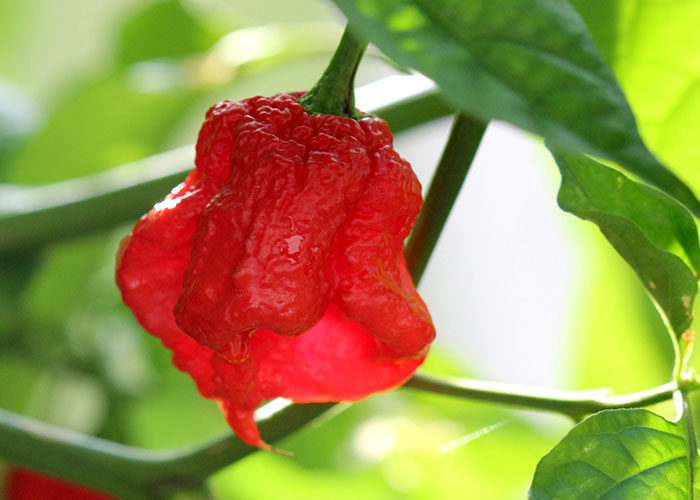 Close-up of a wrinkled red pepper hanging on a plant, symbolizing lessons taught to food thieves at work.
