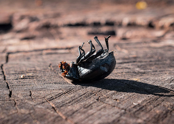 People Share 30 Things That Are Dangerously Close To Ending