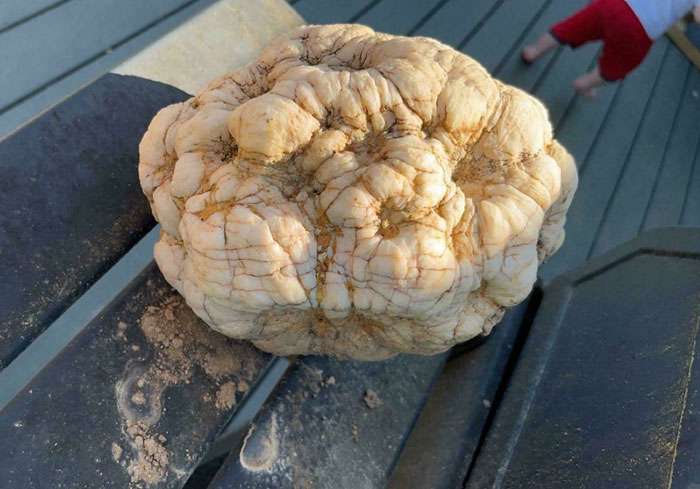 Weird Rock That Looks Like A Forbidden Cauliflower. Found In The Backyard