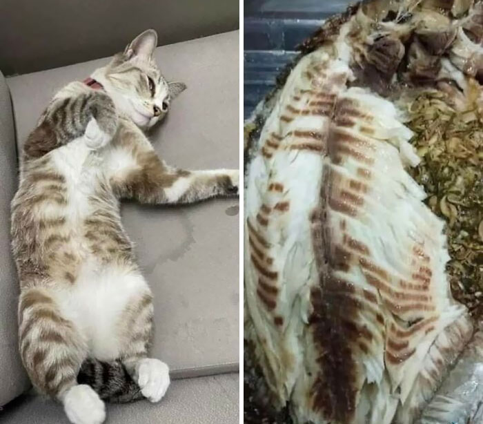 Forbidden Grilled Fish