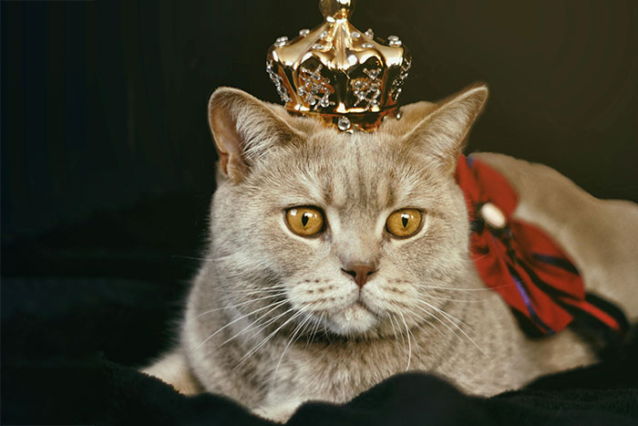 Gray cat wearing a gold crown lying on a blanket, symbolizing luxury and things ultra rich individuals can afford.