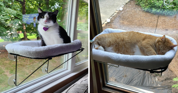 Your Pet Works Hard At Being Cute So Treat Them To These 18 Labor Day Deals