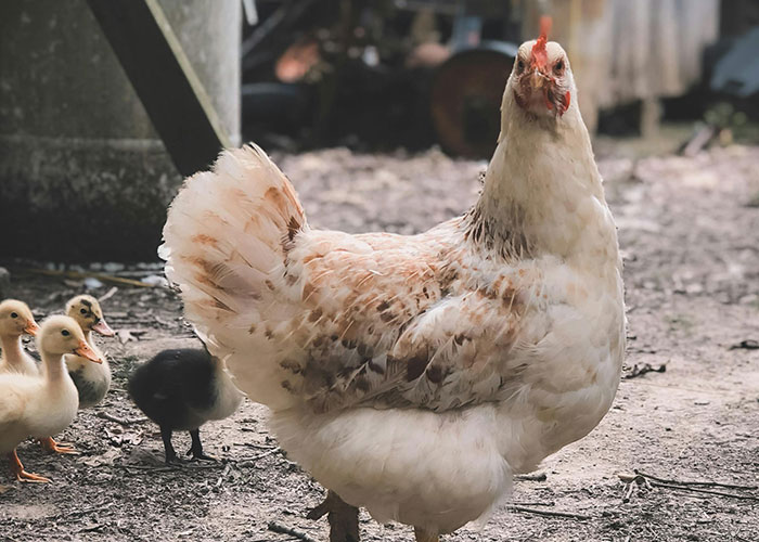 26 Cosas que la gente nunca pensó que tendría que explicarle a otro adulto