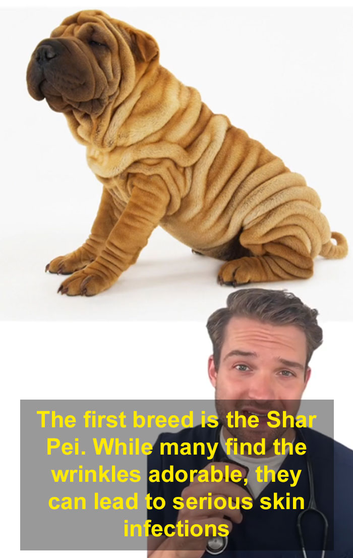 “This Will Be A Controversial One”: Vet Lists 5 Dog Breeds He Would Never Own “This Will Be A Controversial One”: Vet Lists 5 Dog Breeds He Would Never Own