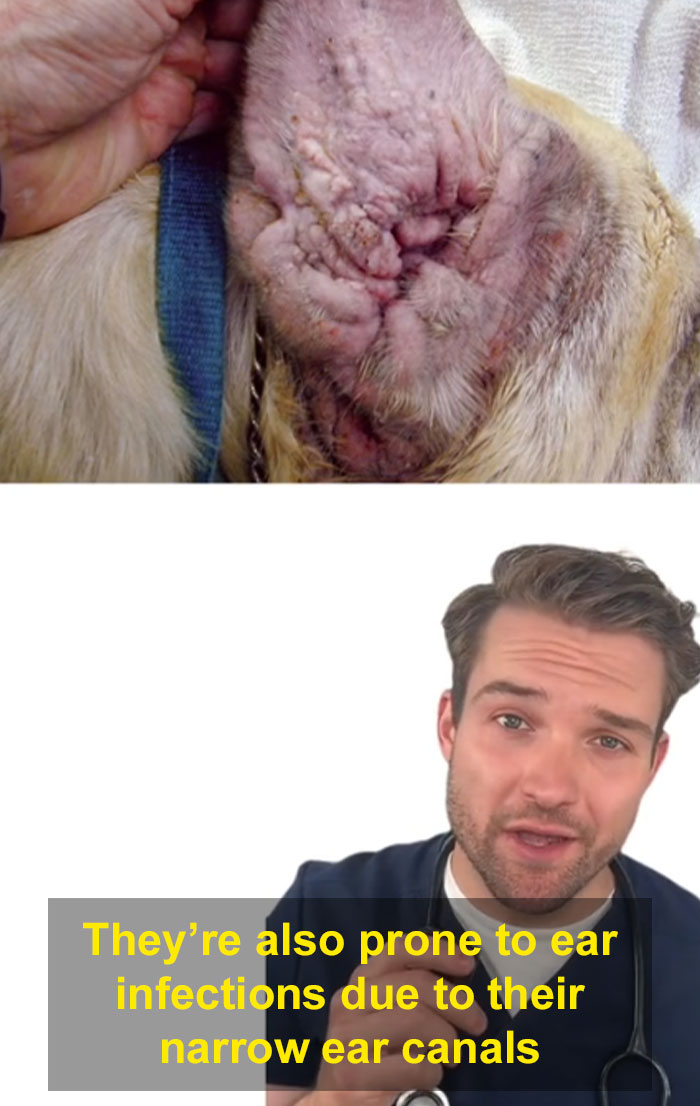 “This Will Be A Controversial One”: Vet Lists 5 Dog Breeds He Would Never Own “This Will Be A Controversial One”: Vet Lists 5 Dog Breeds He Would Never Own