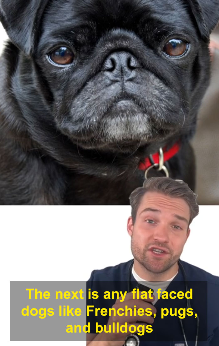 “This Will Be A Controversial One”: Vet Lists 5 Dog Breeds He Would Never Own “This Will Be A Controversial One”: Vet Lists 5 Dog Breeds He Would Never Own