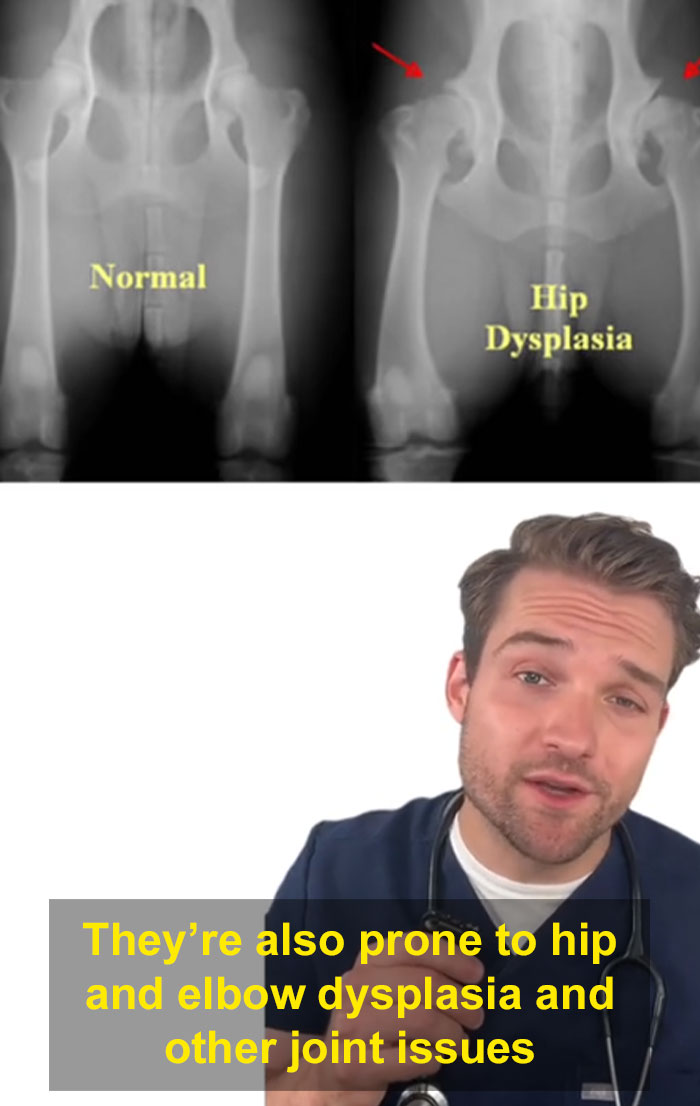 “This Will Be A Controversial One”: Vet Lists 5 Dog Breeds He Would Never Own “This Will Be A Controversial One”: Vet Lists 5 Dog Breeds He Would Never Own