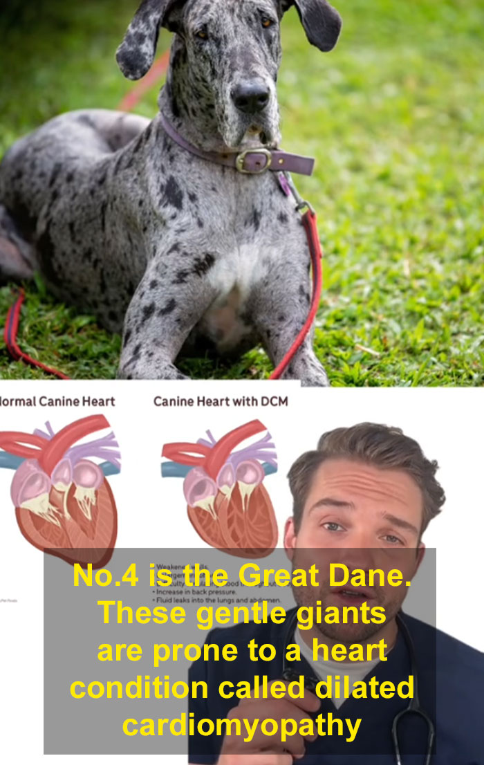 “This Will Be A Controversial One”: Vet Lists 5 Dog Breeds He Would Never Own “This Will Be A Controversial One”: Vet Lists 5 Dog Breeds He Would Never Own