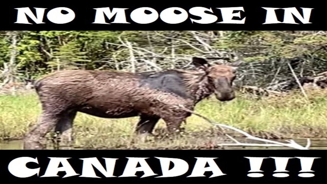No Moose In Canada….i Think Not