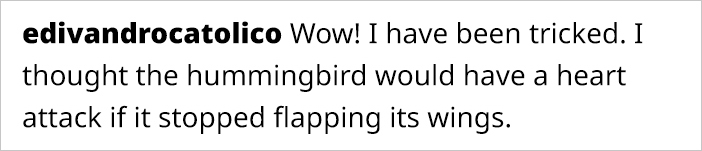 This Guy Saved A Baby Hummingbird And Soon Found Out She Wasn&rsquo;t Alone