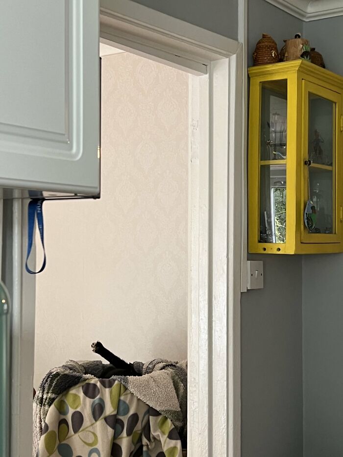 Cute-There-Is-No-Cat-Images