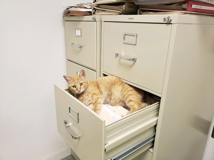 Cats-With-Jobs-Pictures