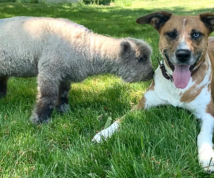 People Online Can't Get Enough Of This Lamb Who Was Rejected By Her Mom And Was Raised By Dog