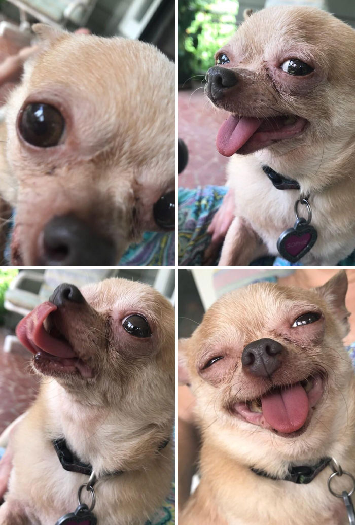 She Is Beauty, She Is Grace. Meet My Mom’s Old Chihuahua Sophie. She Has Exactly One And A Half Teeth