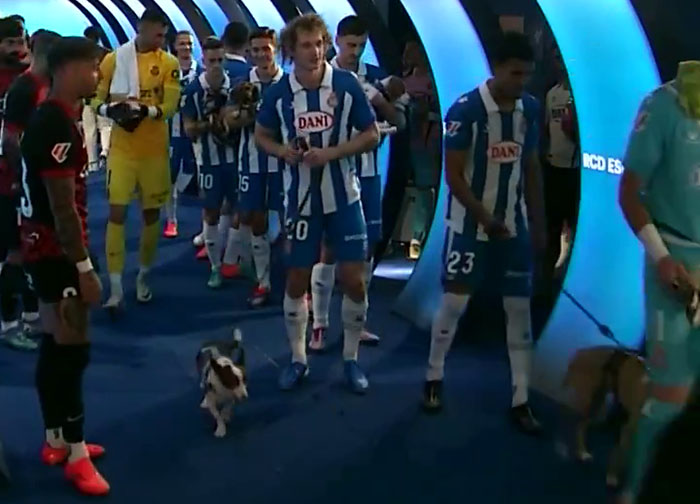 Abandoned Dogs Find Home After Football Team’s Awareness-Raising Action Before The Match Abandoned Dogs Find Home After Football Team’s Awareness-Raising Action Before The Match