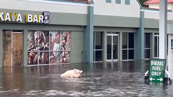 Pig Who Was Left Tied To Petrol Station Before Hurricane Gets Rescued, And People Online Love It Pig Who Was Left Tied To Petrol Station Before Hurricane Gets Rescued, And People Online Love It