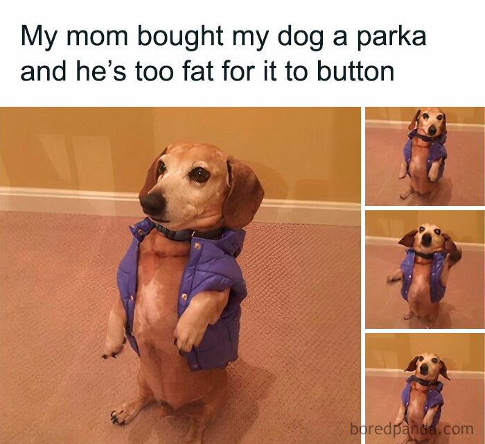 Funny-Chonky-Woofers-For-My-Depression-Memes