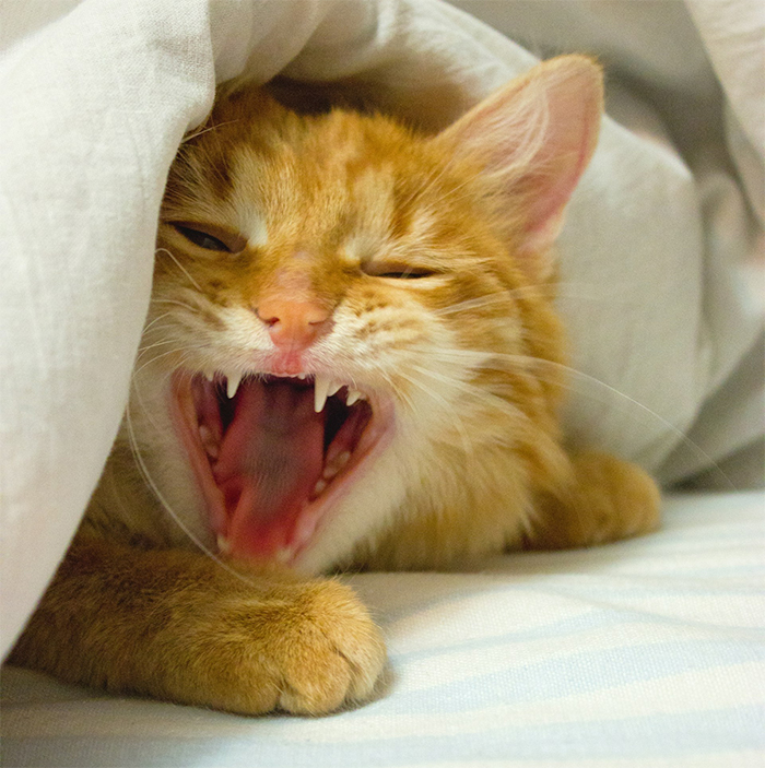 Man Loses Patience Over Wife&rsquo;s &ldquo;Frustratingly Annoying&rdquo; Cat, Gives Her An Ultimatum