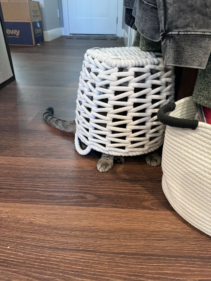 Cute-There-Is-No-Cat-Images