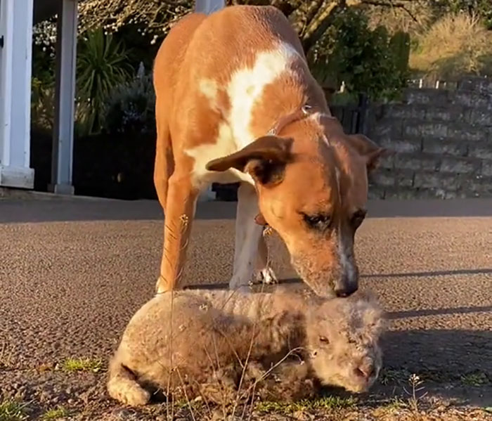 People Online Can't Get Enough Of This Lamb Who Was Rejected By Her Mom And Was Raised By Dog