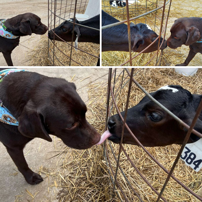 Dog and calf sharing a cute moment through a fence, displaying adorable animal interactions.