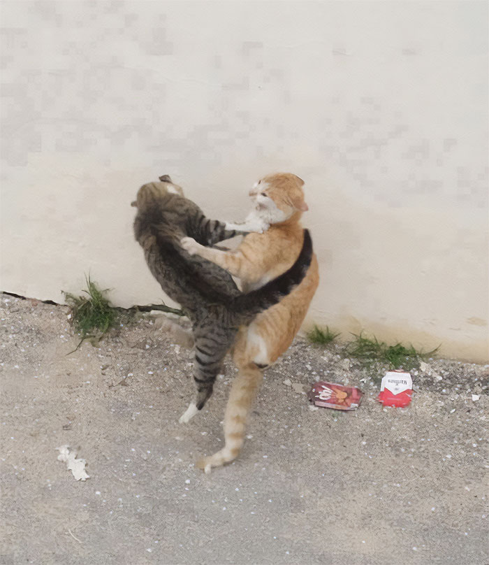 35 Hilariously Random Cat Pics To Make Your Day At Least 68.9% Better