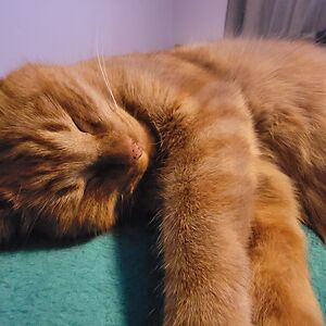 taniaschorsch avatar