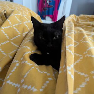 stella_johnston avatar