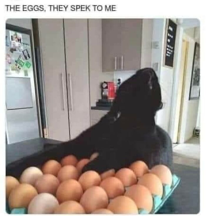 Cats-Being-Funny-Jerks-Memes-Pics