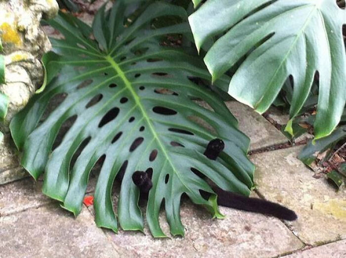 Cute-There-Is-No-Cat-Images