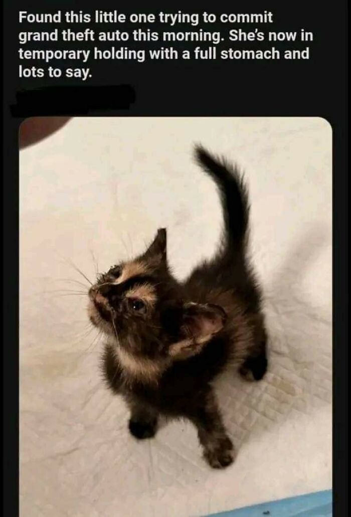 Cats-Being-Funny-Jerks-Memes-Pics