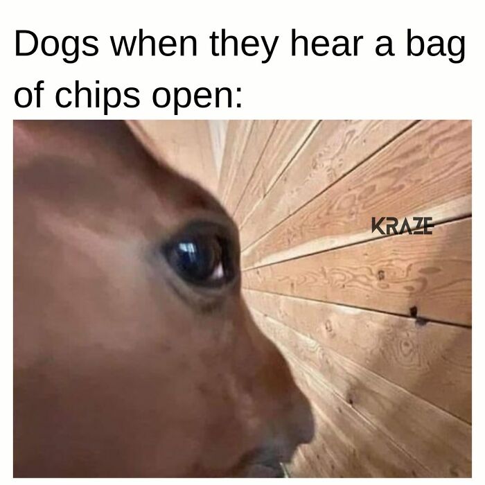 Funny-Random-Memes-Kraze