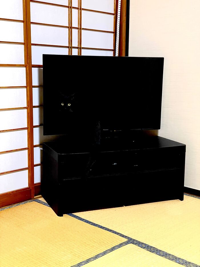 Cute-There-Is-No-Cat-Images