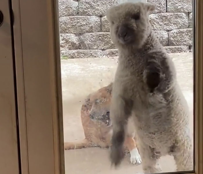 People Online Can't Get Enough Of This Lamb Who Was Rejected By Her Mom And Was Raised By Dog