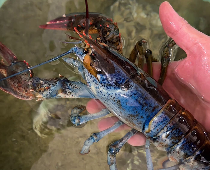 "Woke" And "Nonbinary" Half Male, Half Female Lobster Goes Viral Online